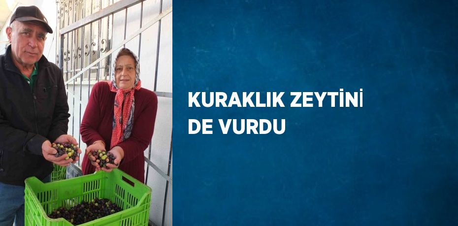 KURAKLIK ZEYTİNİ DE VURDU