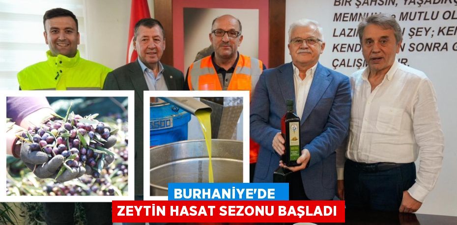 BURHANİYE'DE   ZEYTİN HASAT SEZONU BAŞLADI