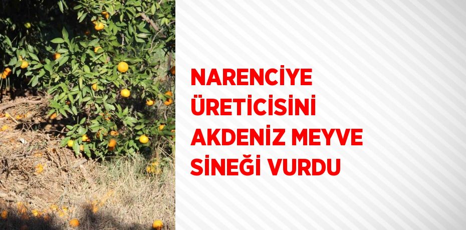 NARENCİYE ÜRETİCİSİNİ AKDENİZ MEYVE SİNEĞİ VURDU