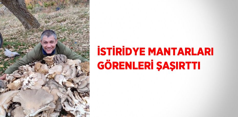 İSTİRİDYE MANTARLARI GÖRENLERİ ŞAŞIRTTI