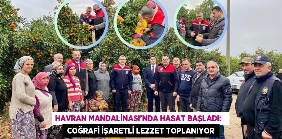 HAVRAN MANDALİNASI'NDA HASAT BAŞLADI:    COĞRAFİ İŞARETLİ LEZZET TOPLANIYOR