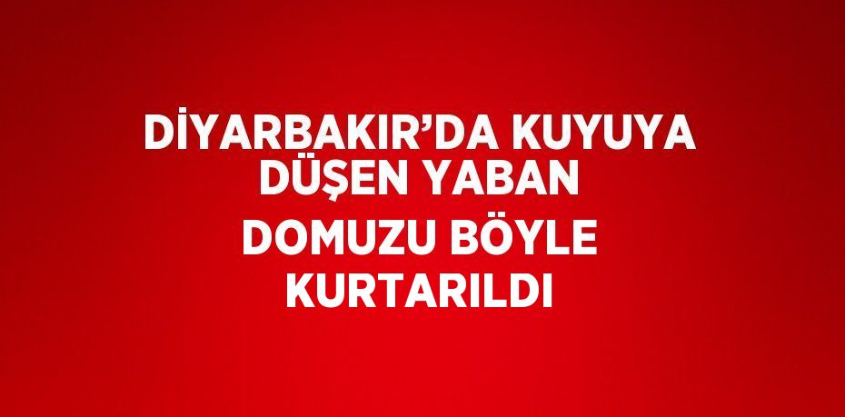 DİYARBAKIR’DA KUYUYA DÜŞEN YABAN DOMUZU BÖYLE KURTARILDI