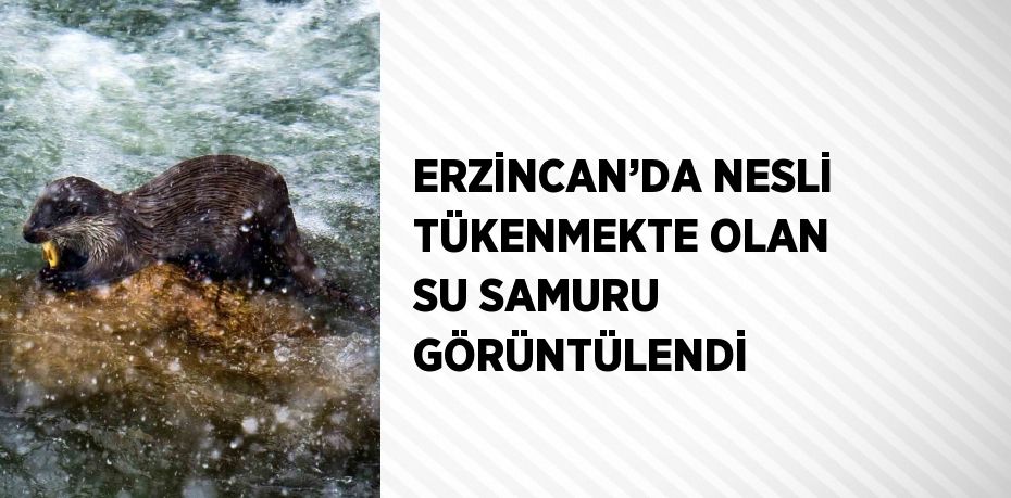 ERZİNCAN’DA NESLİ TÜKENMEKTE OLAN SU SAMURU GÖRÜNTÜLENDİ