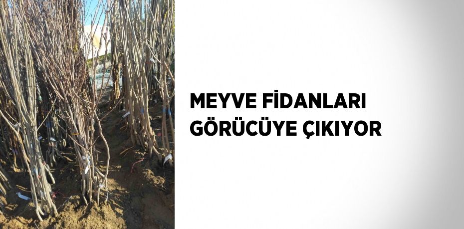 MEYVE FİDANLARI GÖRÜCÜYE ÇIKIYOR