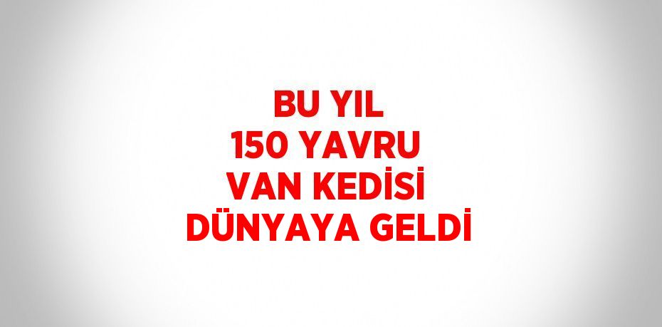 BU YIL 150 YAVRU VAN KEDİSİ DÜNYAYA GELDİ