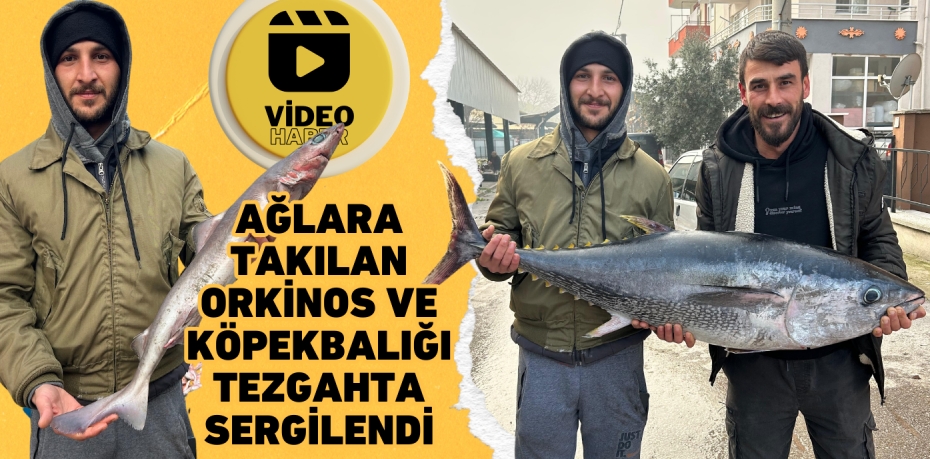 AĞLARA TAKILAN ORKİNOS VE KÖPEKBALIĞI TEZGAHTA SERGİLENDİ