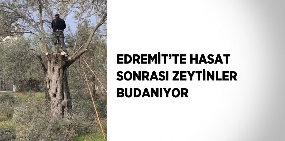 EDREMİT’TE HASAT SONRASI ZEYTİNLER BUDANIYOR