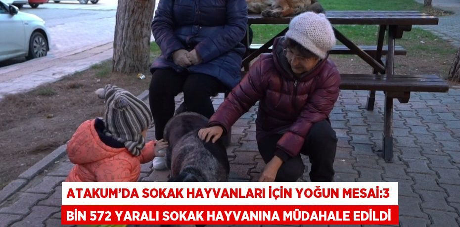 ATAKUM’DA SOKAK HAYVANLARI İÇİN YOĞUN MESAİ:3 BİN 572 YARALI SOKAK HAYVANINA MÜDAHALE EDİLDİ