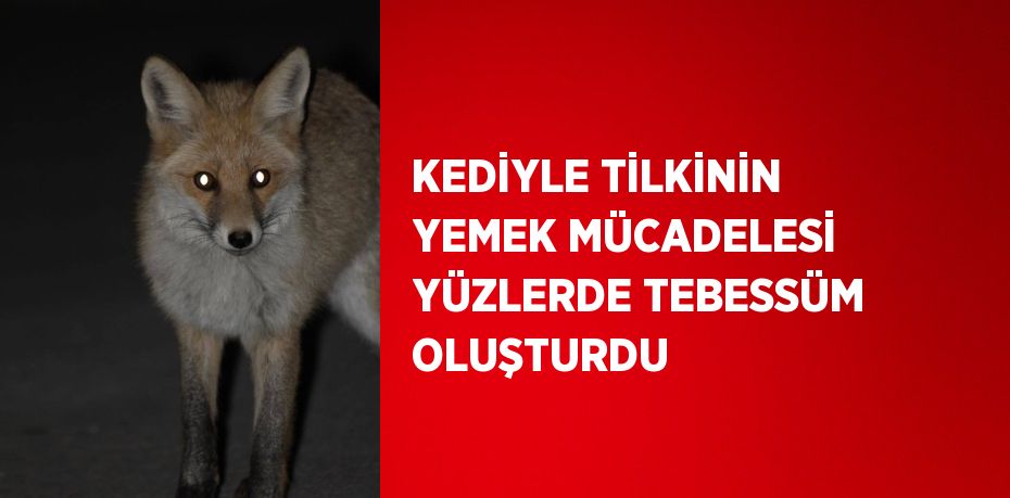 KEDİYLE TİLKİNİN YEMEK MÜCADELESİ YÜZLERDE TEBESSÜM OLUŞTURDU