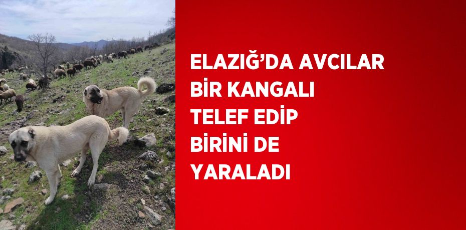 ELAZIĞ’DA AVCILAR BİR KANGALI TELEF EDİP BİRİNİ DE YARALADI