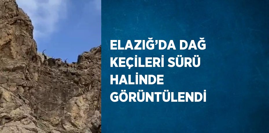 ELAZIĞ’DA DAĞ KEÇİLERİ SÜRÜ HALİNDE GÖRÜNTÜLENDİ