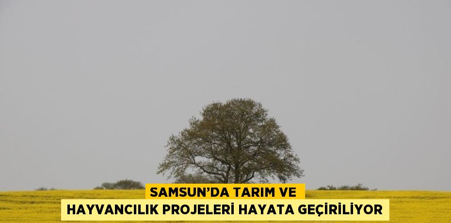 SAMSUN’DA TARIM VE HAYVANCILIK PROJELERİ HAYATA GEÇİRİLİYOR