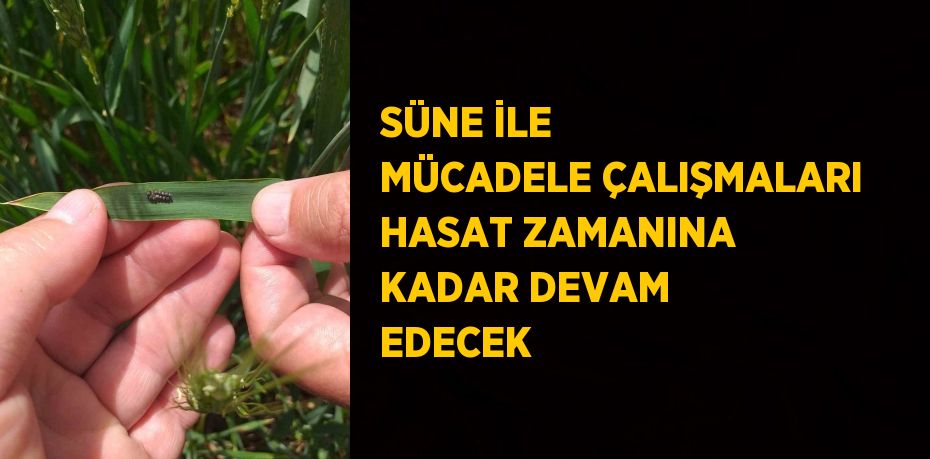 SÜNE İLE MÜCADELE ÇALIŞMALARI HASAT ZAMANINA KADAR DEVAM EDECEK