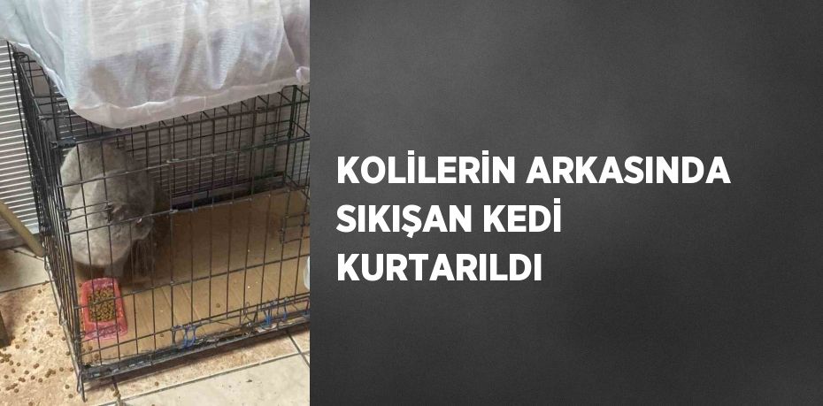 KOLİLERİN ARKASINDA SIKIŞAN KEDİ KURTARILDI