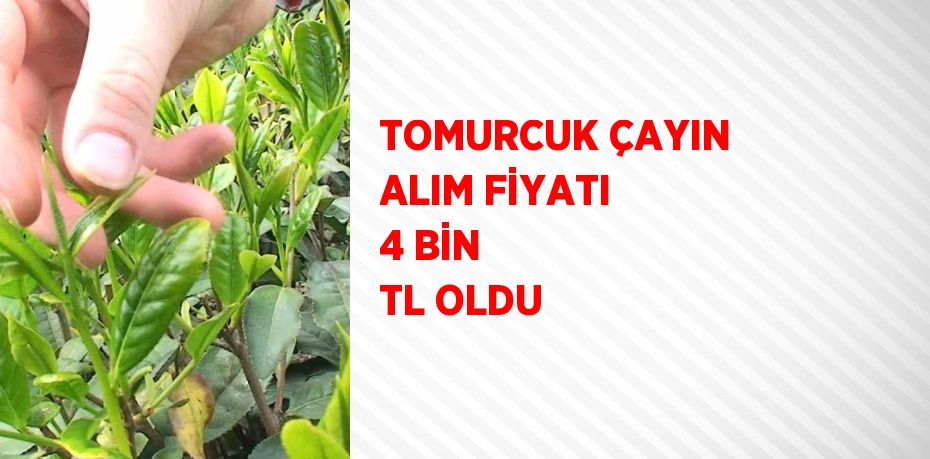 TOMURCUK ÇAYIN ALIM FİYATI 4 BİN TL OLDU