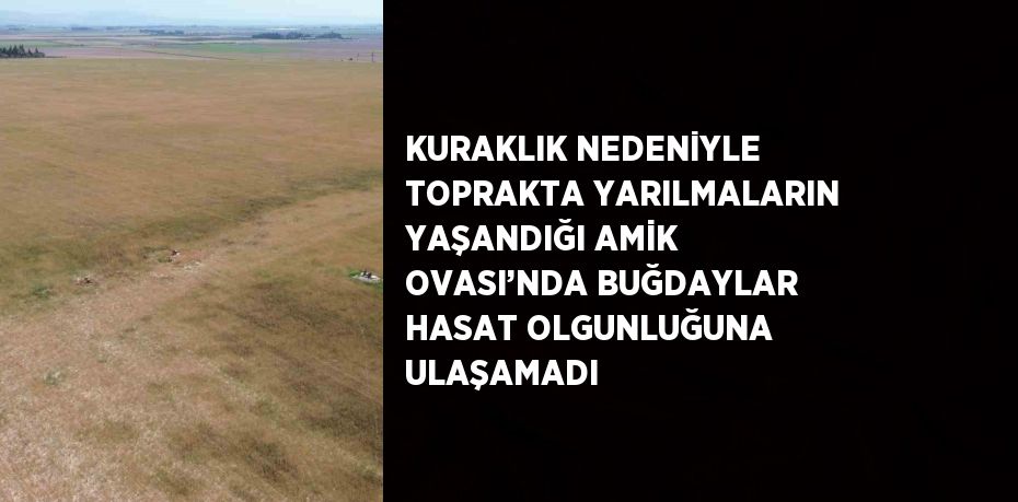 KURAKLIK NEDENİYLE TOPRAKTA YARILMALARIN YAŞANDIĞI AMİK OVASI’NDA BUĞDAYLAR HASAT OLGUNLUĞUNA ULAŞAMADI