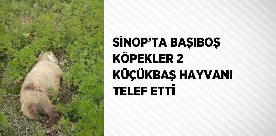 SİNOP’TA BAŞIBOŞ KÖPEKLER 2 KÜÇÜKBAŞ HAYVANI TELEF ETTİ