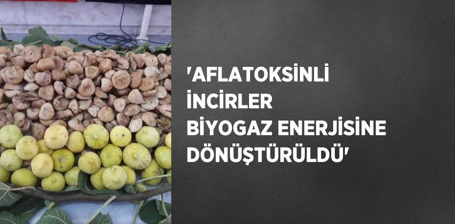 'AFLATOKSİNLİ İNCİRLER BİYOGAZ ENERJİSİNE DÖNÜŞTÜRÜLDÜ'