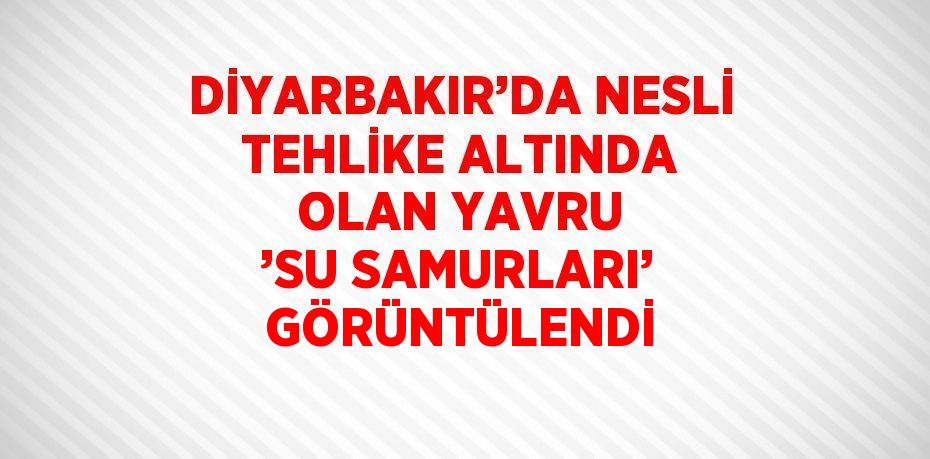 DİYARBAKIR’DA NESLİ TEHLİKE ALTINDA OLAN YAVRU ’SU SAMURLARI’ GÖRÜNTÜLENDİ