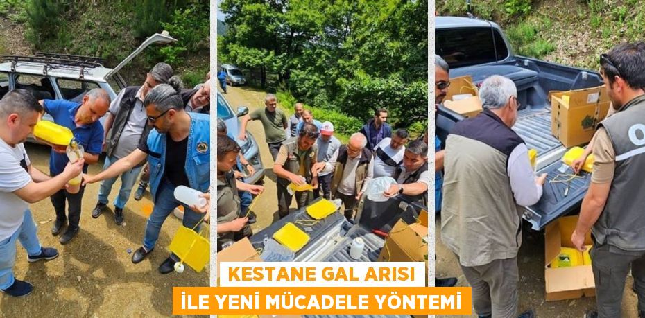 KESTANE GAL ARISI İLE YENİ MÜCADELE YÖNTEMİ