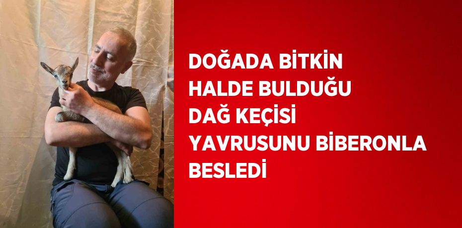 DOĞADA BİTKİN HALDE BULDUĞU DAĞ KEÇİSİ YAVRUSUNU BİBERONLA BESLEDİ