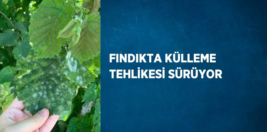 FINDIKTA KÜLLEME TEHLİKESİ SÜRÜYOR