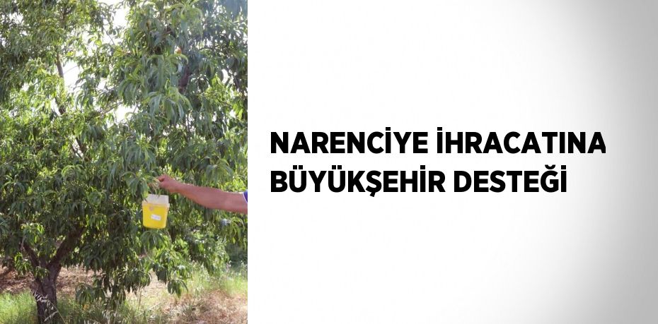 NARENCİYE İHRACATINA BÜYÜKŞEHİR DESTEĞİ