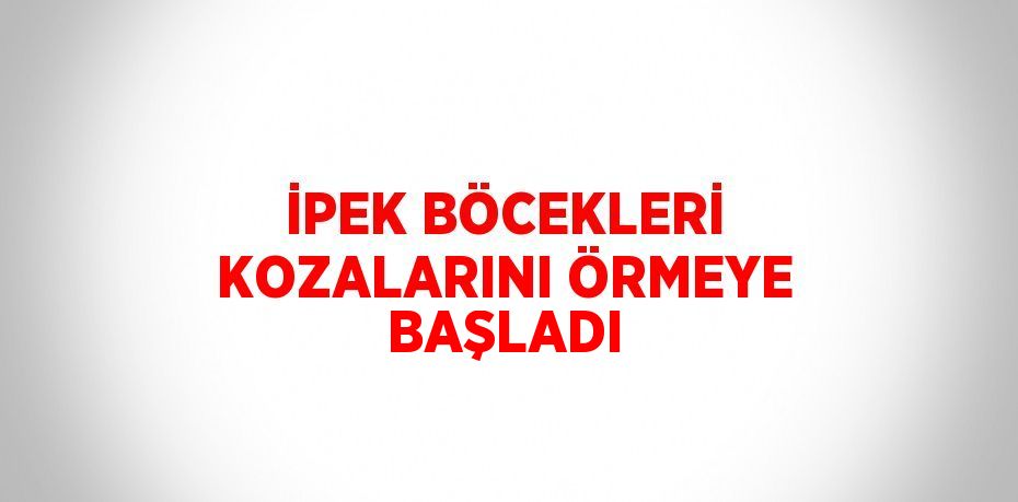 İPEK BÖCEKLERİ KOZALARINI ÖRMEYE BAŞLADI