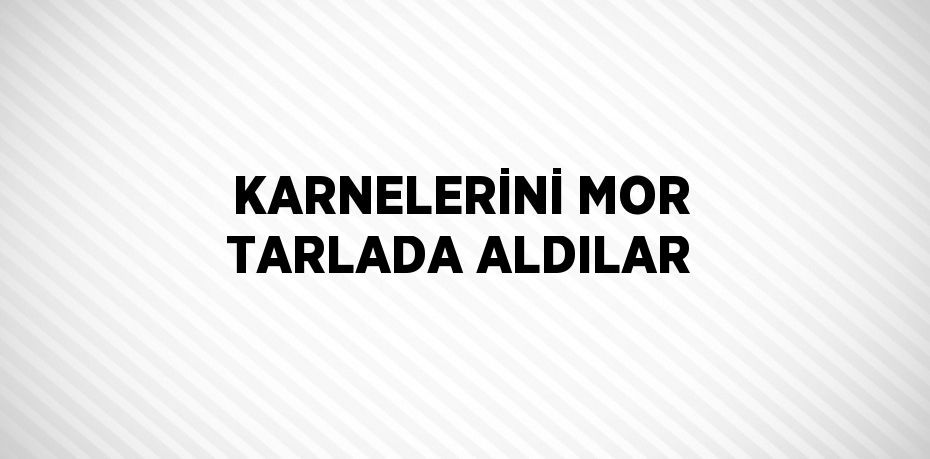 KARNELERİNİ MOR TARLADA ALDILAR