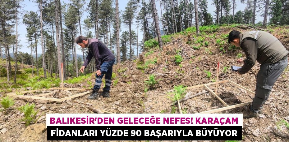 Balıkesir'den Geleceğe Nefes! Karaçam Fidanları Yüzde 90 Başarıyla Büyüyor