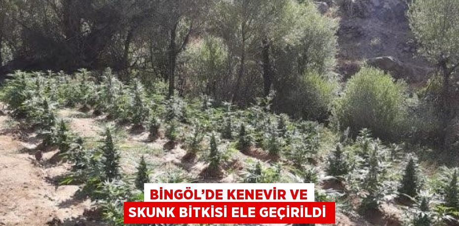 BİNGÖL’DE KENEVİR VE SKUNK BİTKİSİ ELE GEÇİRİLDİ