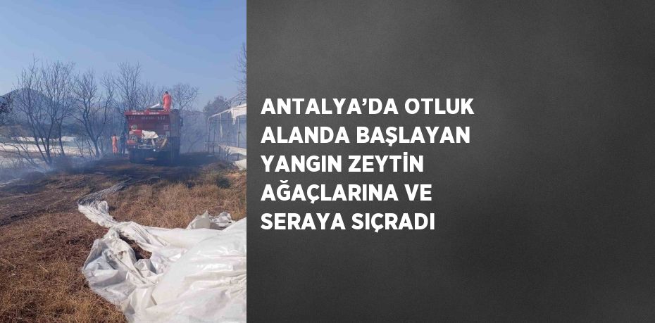 ANTALYA’DA OTLUK ALANDA BAŞLAYAN YANGIN ZEYTİN AĞAÇLARINA VE SERAYA SIÇRADI