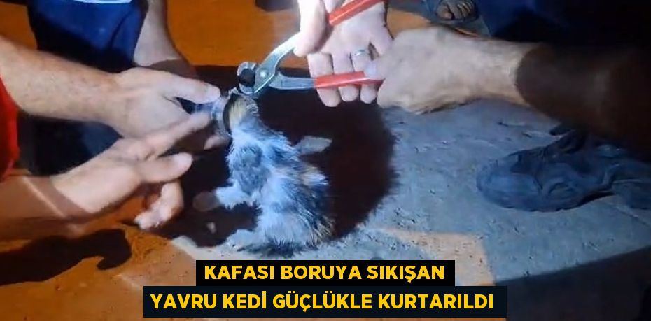 KAFASI BORUYA SIKIŞAN YAVRU KEDİ GÜÇLÜKLE KURTARILDI