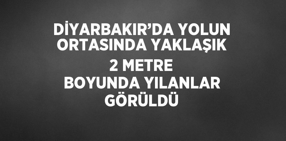 DİYARBAKIR’DA YOLUN ORTASINDA YAKLAŞIK 2 METRE BOYUNDA YILANLAR GÖRÜLDÜ