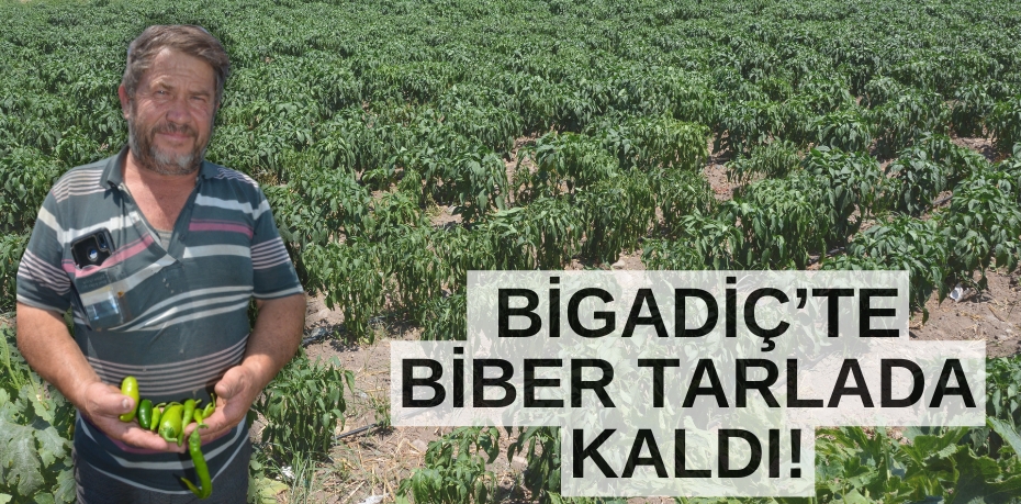 BİGADİÇ’TE BİBER TARLADA KALDI!