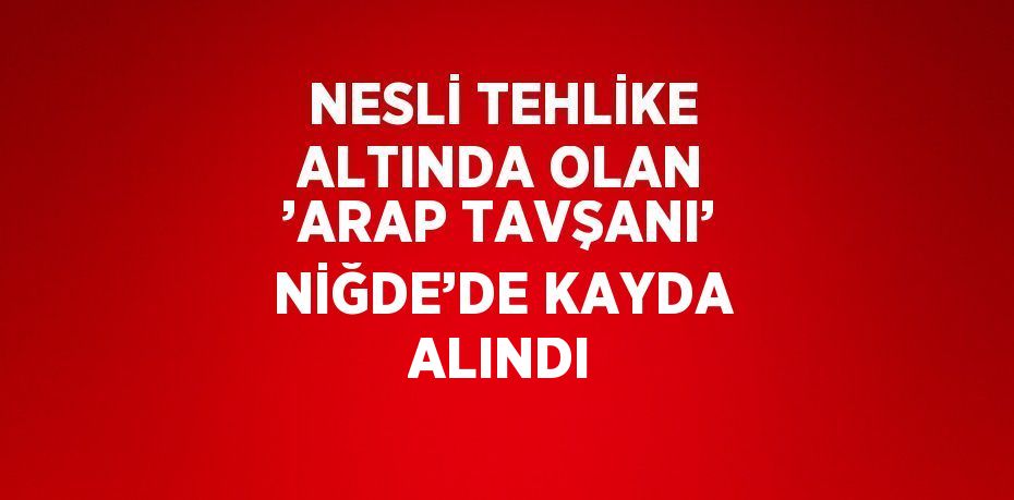 NESLİ TEHLİKE ALTINDA OLAN ’ARAP TAVŞANI’ NİĞDE’DE KAYDA ALINDI