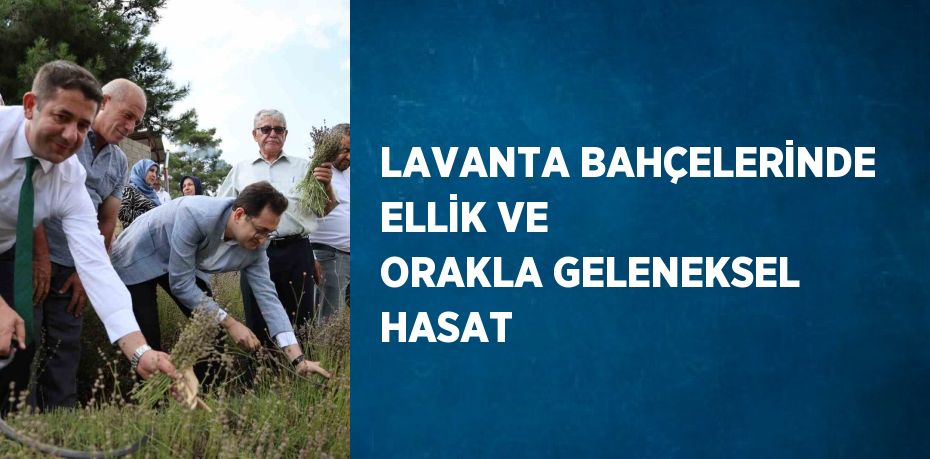 LAVANTA BAHÇELERİNDE ELLİK VE ORAKLA GELENEKSEL HASAT