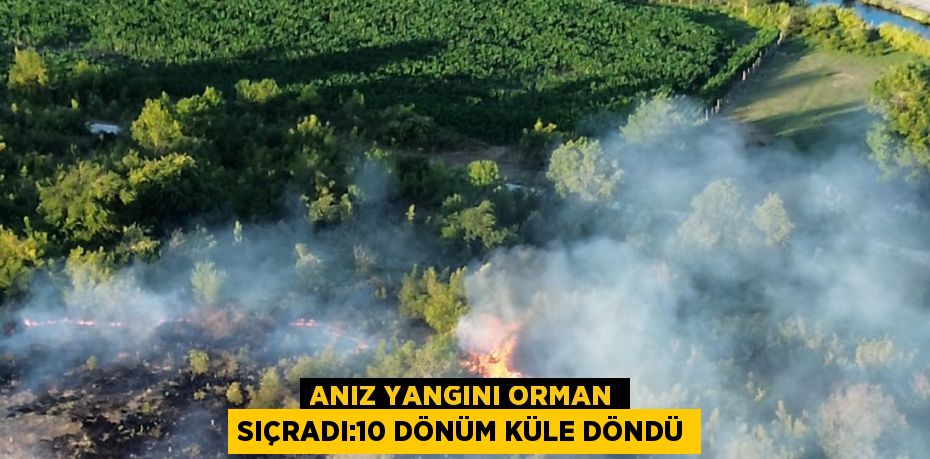ANIZ YANGINI ORMAN SIÇRADI:10 DÖNÜM KÜLE DÖNDÜ