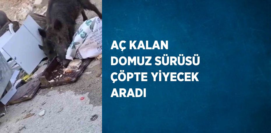 AÇ KALAN DOMUZ SÜRÜSÜ ÇÖPTE YİYECEK ARADI