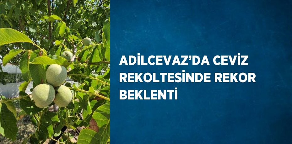 ADİLCEVAZ’DA CEVİZ REKOLTESİNDE REKOR BEKLENTİ