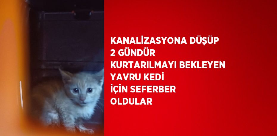 KANALİZASYONA DÜŞÜP 2 GÜNDÜR KURTARILMAYI BEKLEYEN YAVRU KEDİ İÇİN SEFERBER OLDULAR