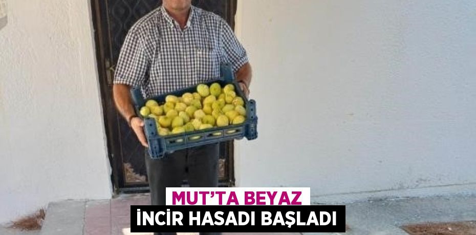 MUT’TA BEYAZ İNCİR HASADI BAŞLADI