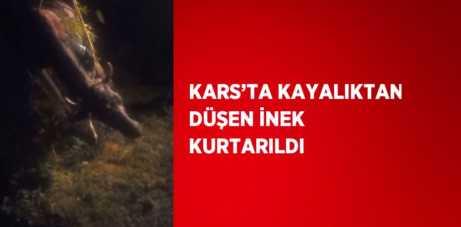 KARS’TA KAYALIKTAN DÜŞEN İNEK KURTARILDI