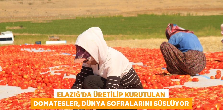 Elazığ’da üretilip kurutulan domatesler, dünya sofralarını süslüyor