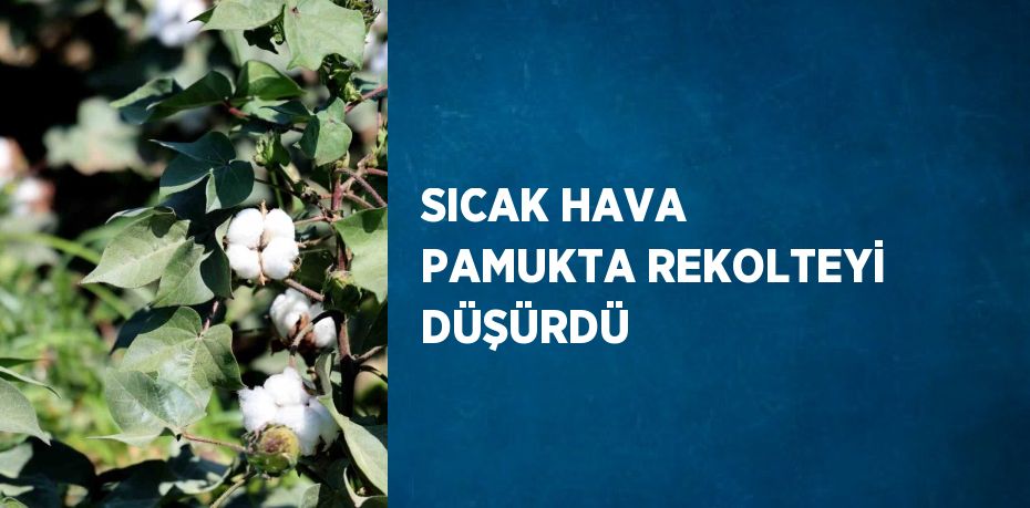 SICAK HAVA PAMUKTA REKOLTEYİ DÜŞÜRDÜ