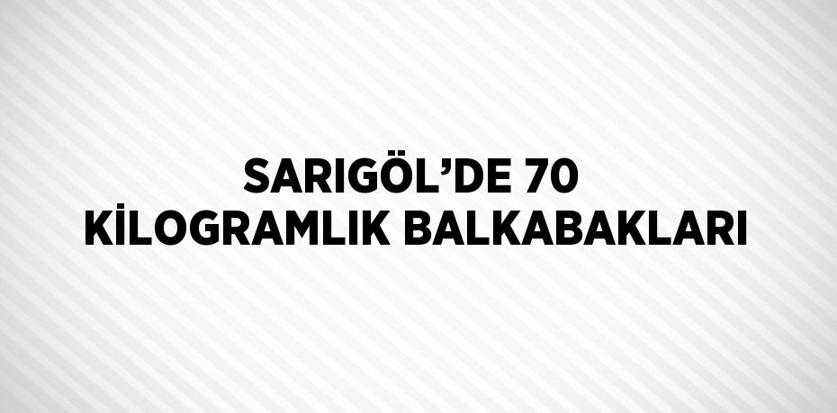 SARIGÖL’DE 70 KİLOGRAMLIK BALKABAKLARI