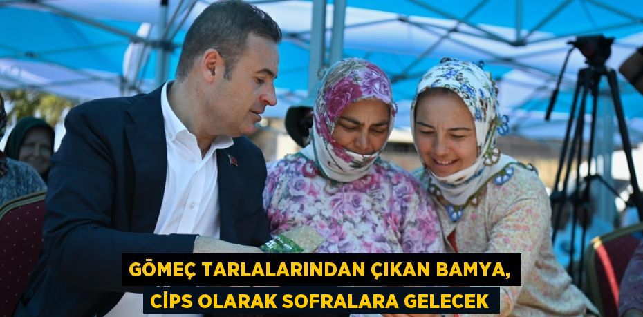 GÖMEÇ TARLALARINDAN ÇIKAN BAMYA, CİPS OLARAK SOFRALARA GELECEK