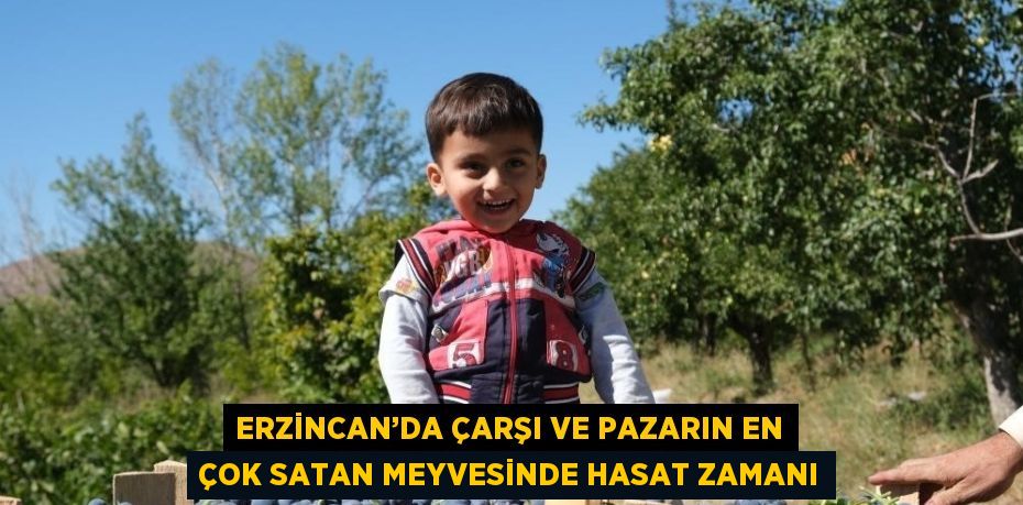 ERZİNCAN’DA ÇARŞI VE PAZARIN EN ÇOK SATAN MEYVESİNDE HASAT ZAMANI