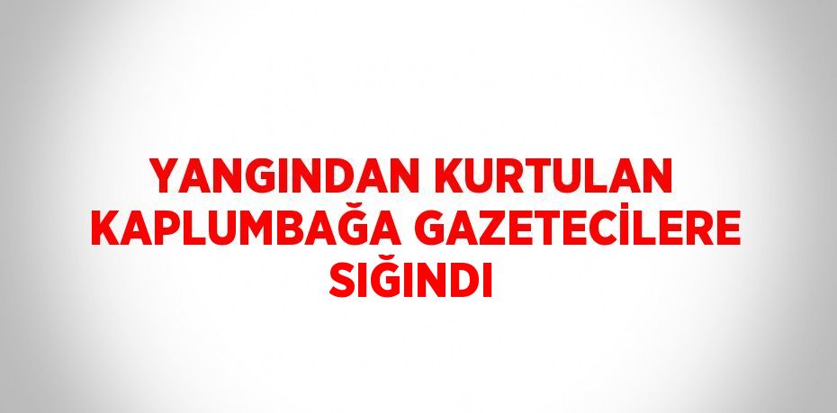 YANGINDAN KURTULAN KAPLUMBAĞA GAZETECİLERE SIĞINDI