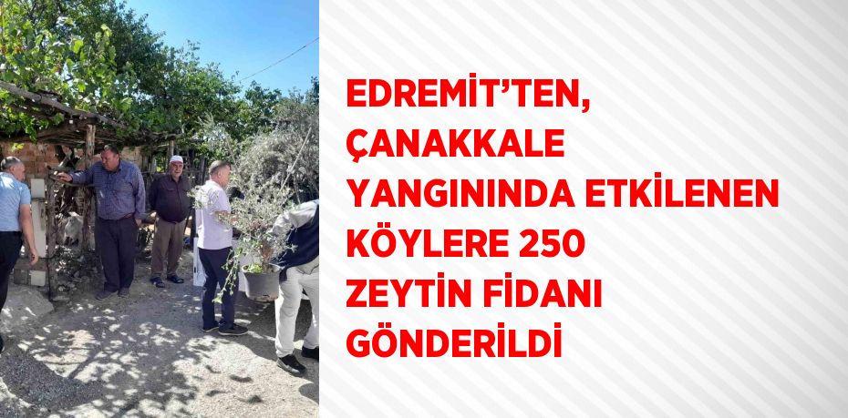 EDREMİT’TEN, ÇANAKKALE YANGININDA ETKİLENEN KÖYLERE 250 ZEYTİN FİDANI GÖNDERİLDİ